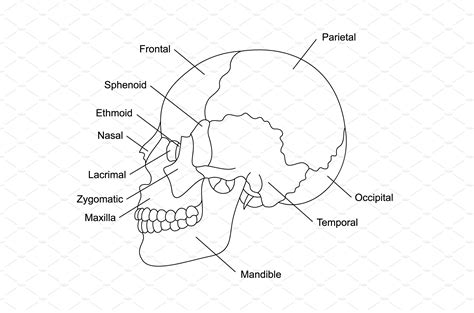 Human skull bones anatomy with | Education Illustrations ~ Creative Market