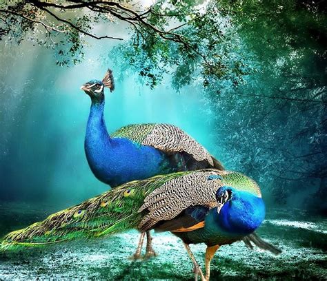 Discover 80+ peacock nature wallpaper super hot - 3tdesign.edu.vn