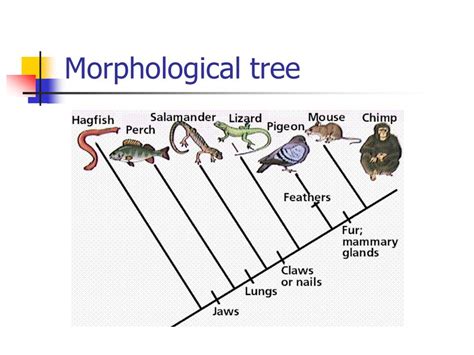 PPT - Phylogenetic Analysis PowerPoint Presentation, free download - ID:4564111