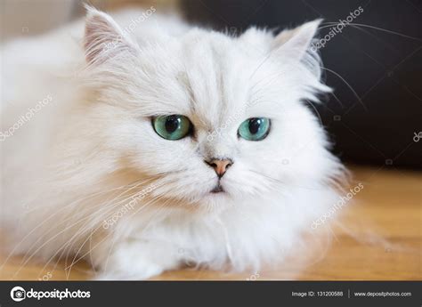 White Persian cats — Stock Photo © rukawajung #131200588