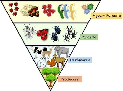 Difference Between Food Chain and Food Web (with Comparison Chart ...