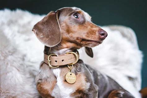 The Handmade Leather Dog Collar with Personalized Option | Gadgetsin