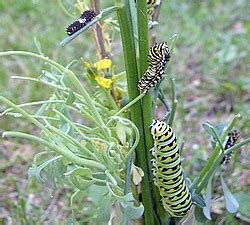 Raise a Black Swallowtail Butterfly - Fascinating stages.....Easy instructions