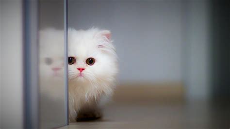 Cute Cat 4K Wallpapers | HD Wallpapers