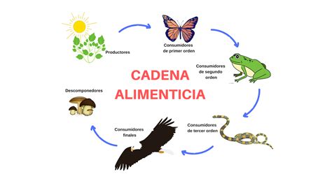 Cadena trófica | Definición, Importancia, Tipos y ejemplos (con diagrama)