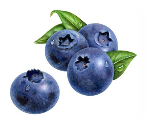 Blueberry Drawing at GetDrawings | Free download