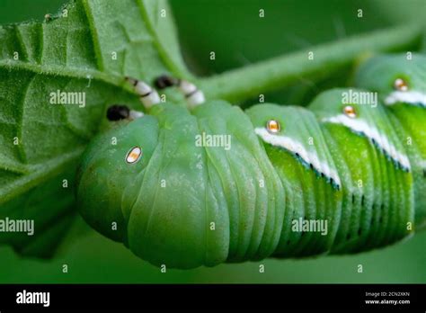 Head of a tomato hornworm larva, Manduca quinquemaculata green ...