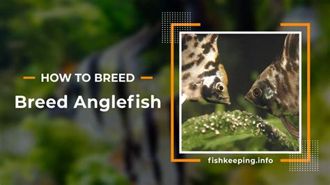 10 Step guide to Breeding Angelfish? - Fishkeeping.info