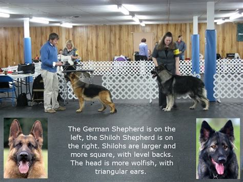 King Shepherd Vs Shiloh Shepherd