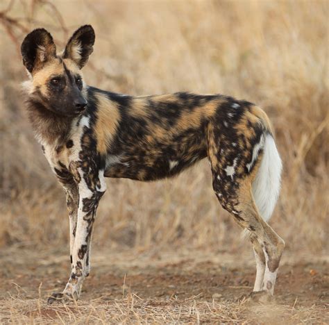 African painted dog (Photo: Christian Sperka) | Cincinnati Zoo Blog