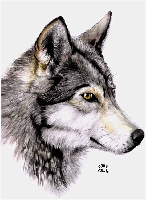 Watercolor wolf by ManiaAdun on DeviantArt | Watercolor wolf, Wolf ...