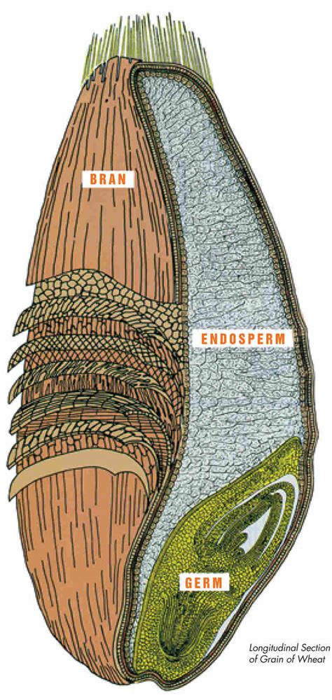 Where's The Whole Grain In Most Of Our Wheat Bread? : The Salt : NPR