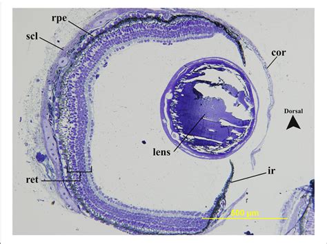 | Transverse section of the geometric center of a juvenile Protopterus ...