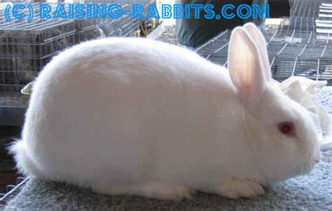 Rabbit Coat Color Genetics. Five main genes behind rabbit colors