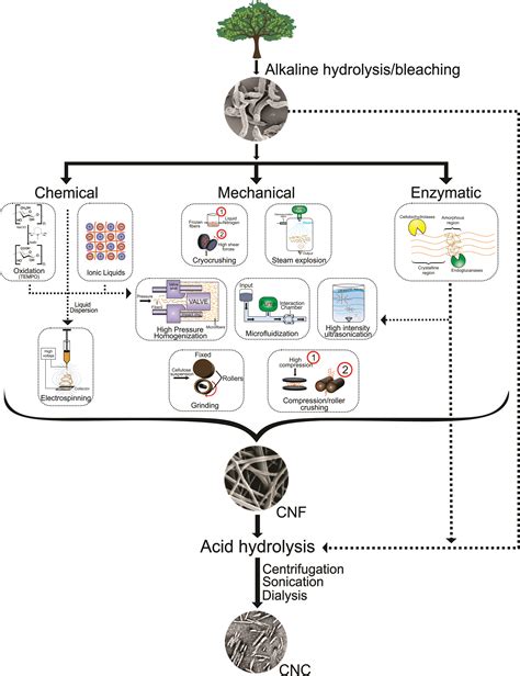 Current Trends in the Production of Cellulose Nanoparticles and Nanocomposites for Biomedical ...