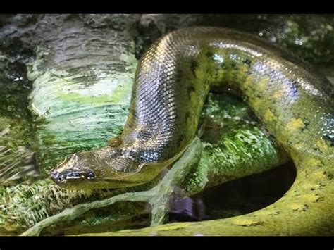 Green Anaconda Chronicles | Unveiling Amazon's | Apex Predator through | Documentary Wonders ...