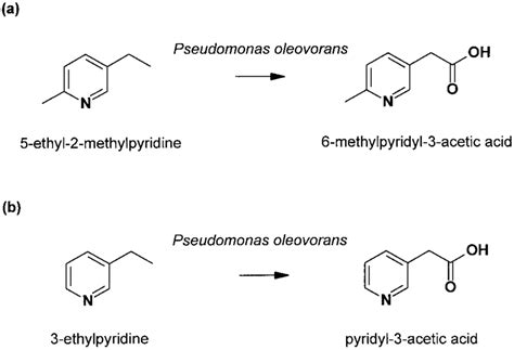 Ethyl group oxidation by cells of Peudomonas oleovorans. | Download ...