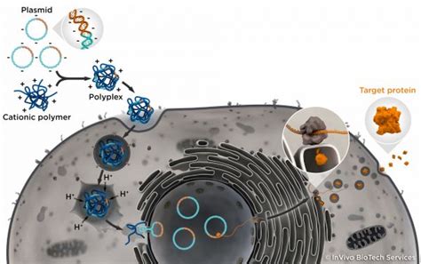 Transient Transfection - Interactive Image - Transient Transfection