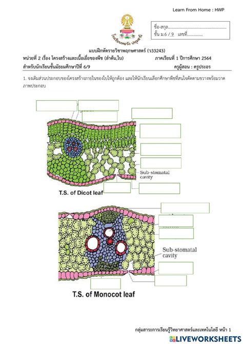 Leaf structure exercise | Live Worksheets