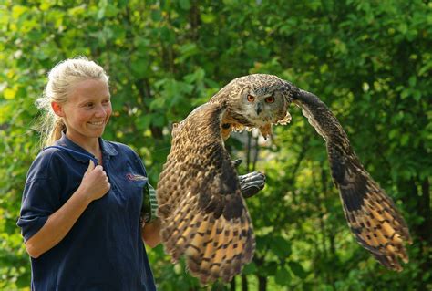 Eurasian Eagle Owls: Information, Pictures and Conservation | Owlcation