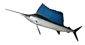 Template:Billfish - Wikipedia