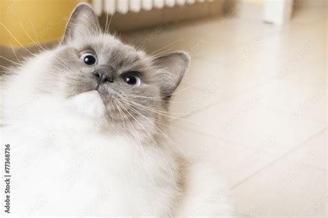 Gatto ragdoll Stock Photo | Adobe Stock