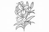 Lily Flower Coloring Page Graphic By Forhadx5 · Creative Fabrica sketch template