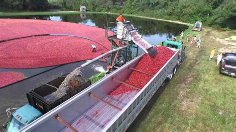 Cranberry harvest, Cape Cod, MA - YouTube