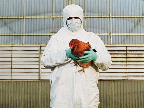 Avian Influenza: Signs, Symptoms, and Prevention in Poultry