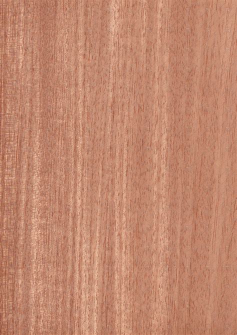 Texture jpg veneer shorea bamboo | Shorea, Veneers, Bamboo