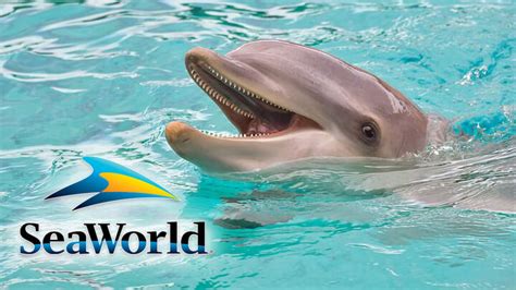 SeaWorld Just Banned Dolphin Surfing