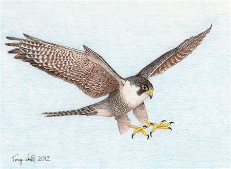 Falcon Images: Falcon In Flight Drawing