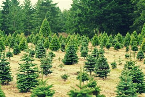 Pick-Your-Own Christmas Tree Farms Near Boston