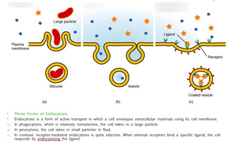 3 forms of endocytosis Diagram | Quizlet