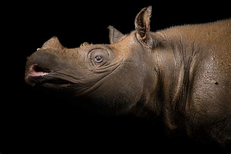 Bornean Rhinoceros (Dicerorhinus sumatrensis harrissoni) - Joel Sartore