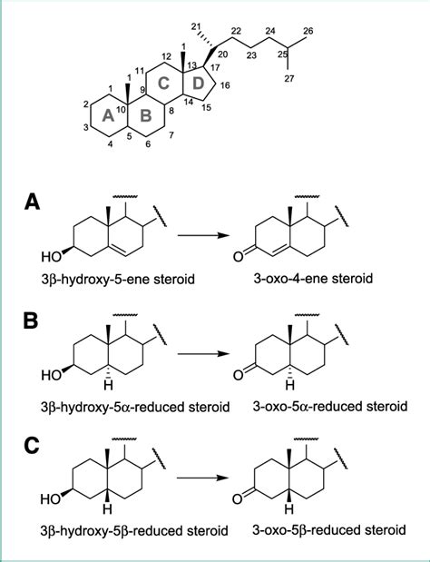 Representative chemical structures of the steroids showing a... | Download Scientific Diagram