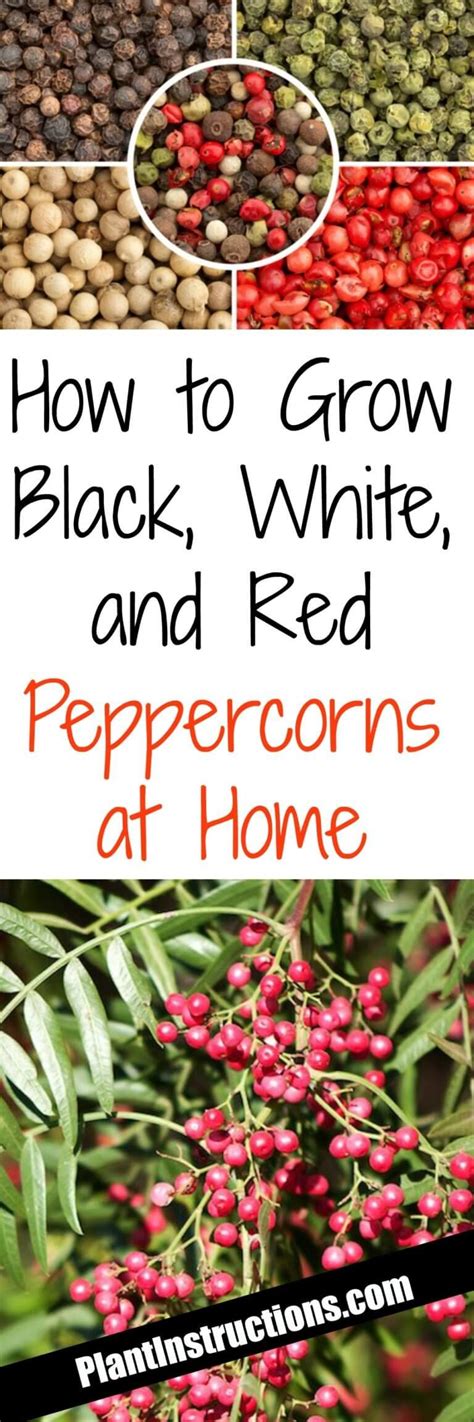 How to Grow a Peppercorn Plant | Plants, Peppercorn, Organic gardening tips