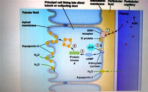 SOLVED: Principal cell lining late distal tubule or collecting duct Basolateral Peritubular ...