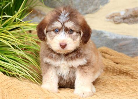 Siberpoo Puppies for Sale - Keystone Puppies