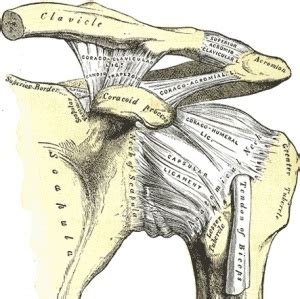 Glenohumeral Joint - Physiopedia