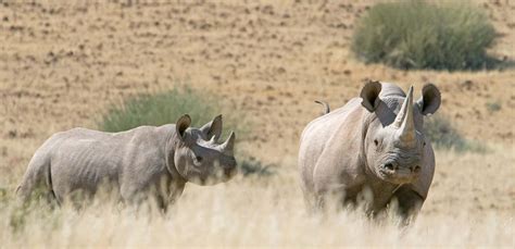 Namibia Safari Vacations | Yellow Zebra Safaris