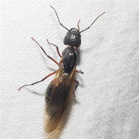 Maryland Biodiversity Project - Red Carpenter Ant (Camponotus chromaiodes)