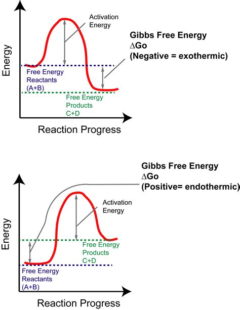 Energy Diagram For Exothermic Reaction Wiring Database | My XXX Hot Girl