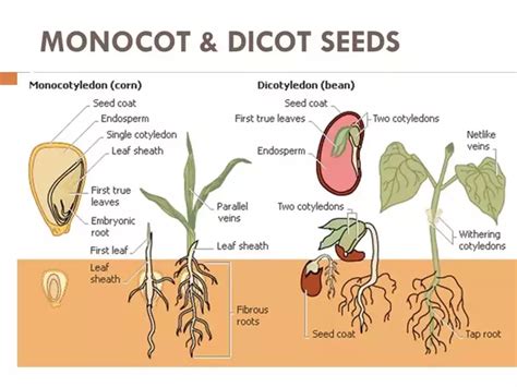 Diagram of Section 4 - Monocots and Dicots | Quizlet