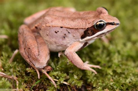 Wood Frog (Rana sylvatica) - Amphibians and Reptiles of South Dakota