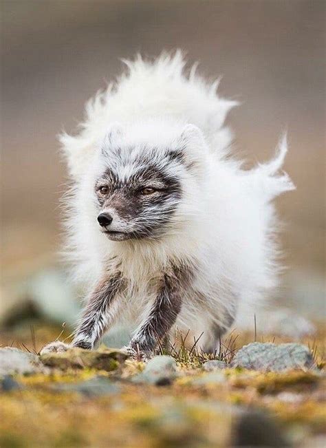 a small furry animal walking across a grass covered field