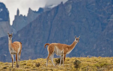 Two Guanacos (Lama guanicoe) standing on hill top. Torres del Paine ...