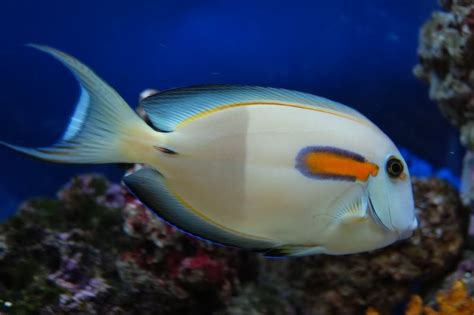 Orange Shoulder Tang "Acanthurus olivaceous" – 1 Fish 2 Fish Dartmouth