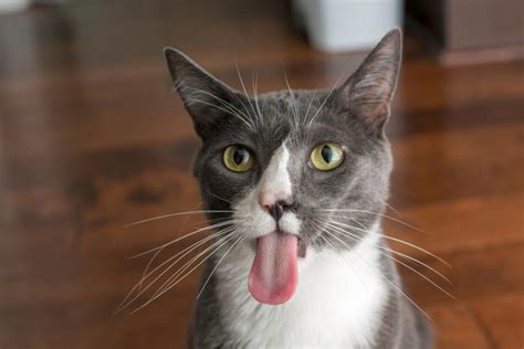 10 Little-Known Facts About Your Cat’s Tongue - Cats.com