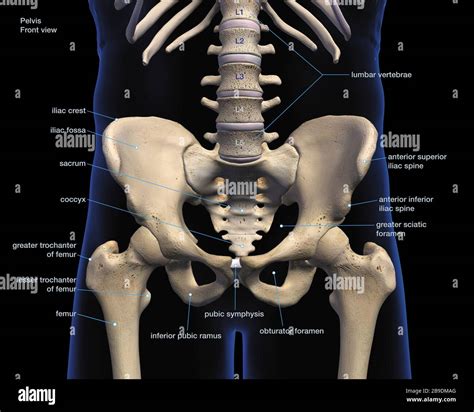 Male Groin High Resolution Stock Photography and Images - Alamy